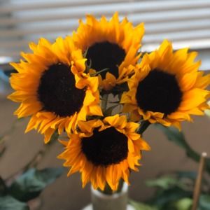 Meet your Posher, Alexandra